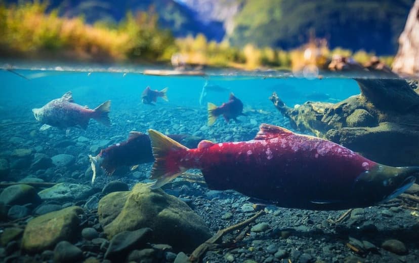 Sockeye-Lachs im Wasser